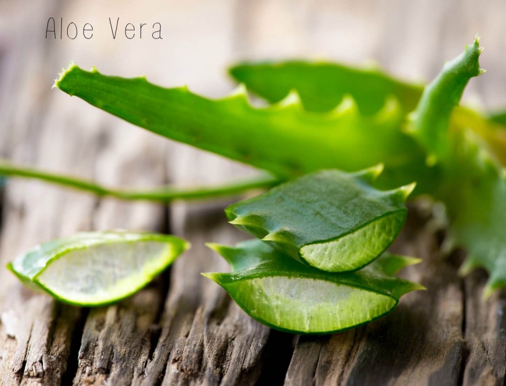 Quels sont les bienfaits de l'aloe vera pour la peau ?