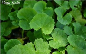 La poudre de brahmi La poudre de brahmi